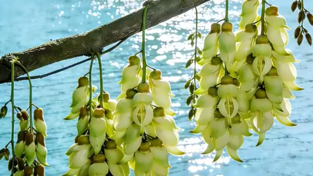 绿美龙川添瑰宝，国家二级保护植物禾雀花亮相贝岭