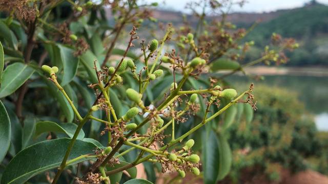 在小瓦生态农业发展有限公司位于平山镇水库旁的荔枝果园，白糖罂大量挂果，且基本完成分单。