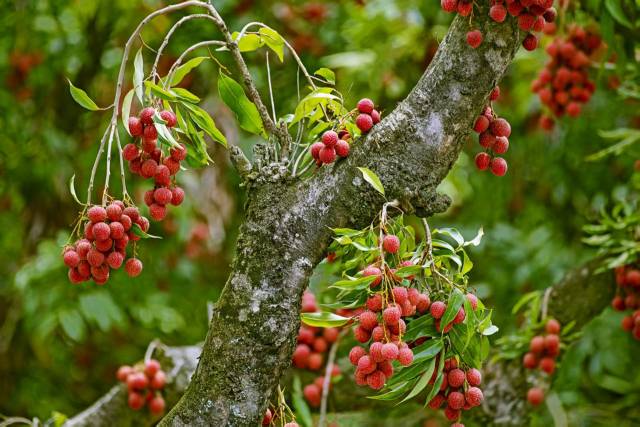 高州的古树白糖罂荔枝。
