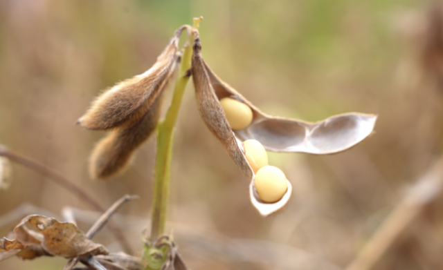 南方农村报 王富迪 拍摄