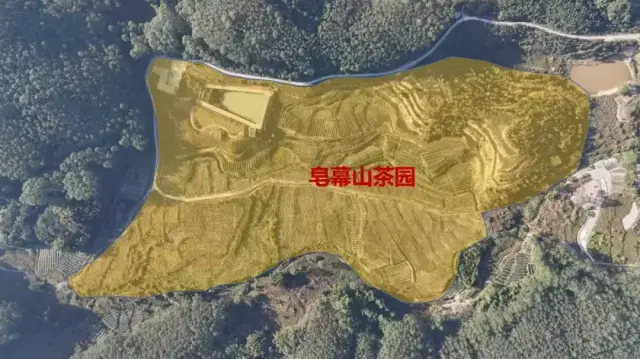 以上为皂幕山茶园区域图