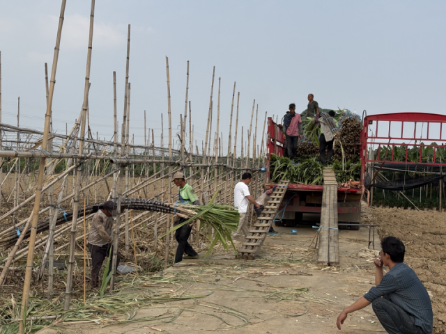 安徽客商李先生在东涌镇收甘蔗。