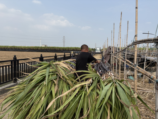 南沙区东涌村，农户请人低价收蔗清地。&nbsp;&nbsp;