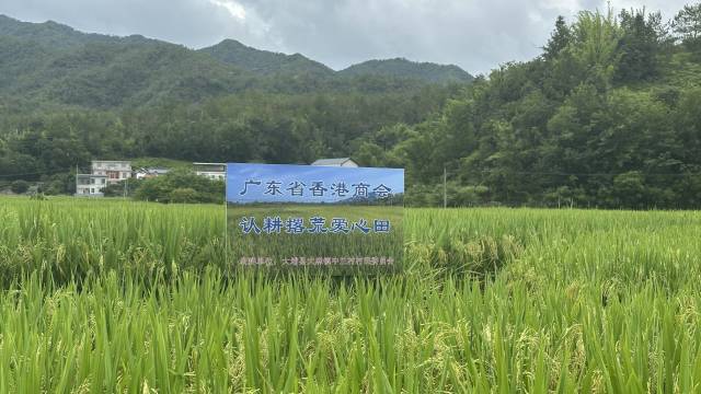 ​“港澳所能”对接“山区所需”，把大埔大麻镇特产卖到海外丨驻在千镇万村㉚