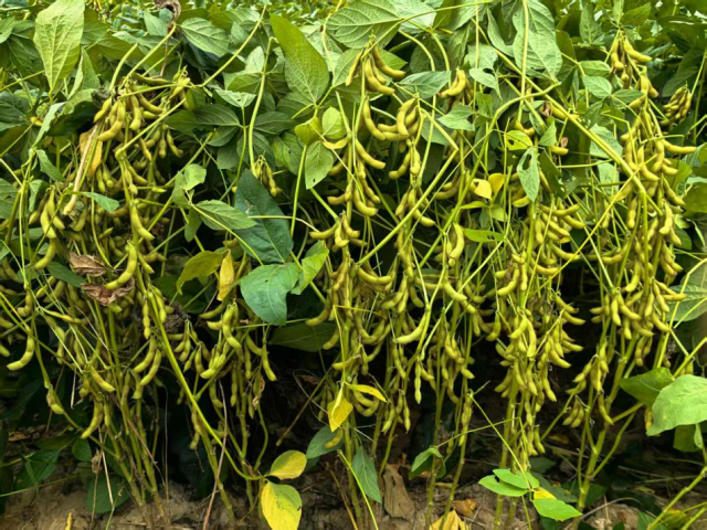 南方农村报 王富迪 拍摄