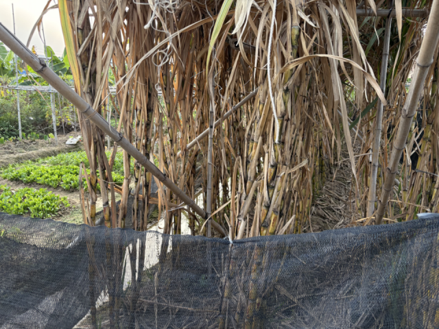 榄核镇田间待收甘蔗。&nbsp;