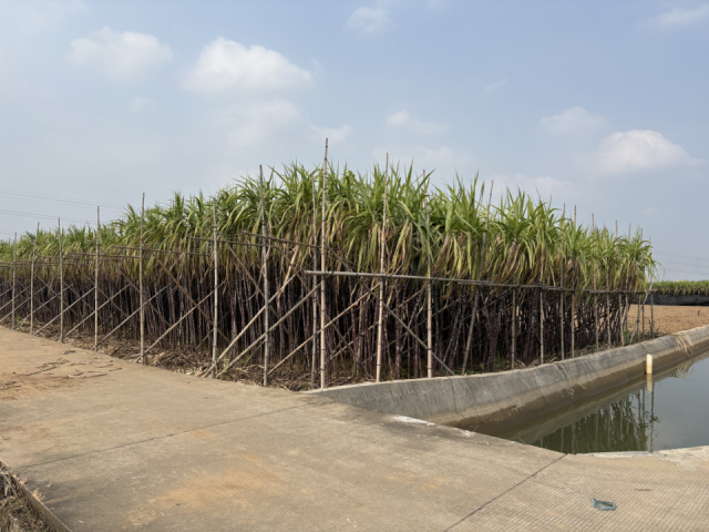 南沙区大量种植黑皮果蔗。&nbsp;&nbsp;