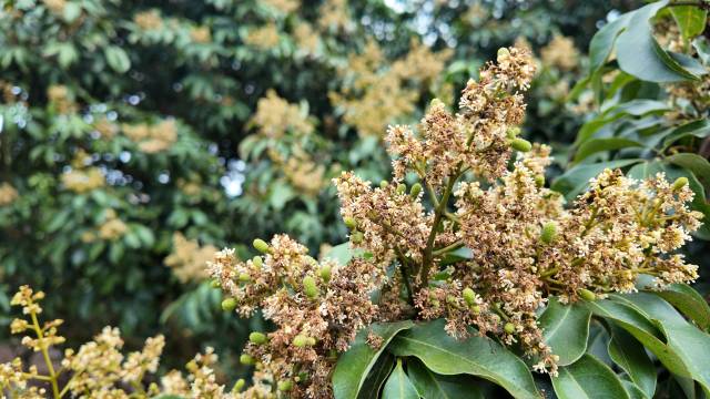 高州市华峰果业发展有限公司的白糖罂幼小果。