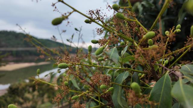 在小瓦生态农业发展有限公司位于平山镇水库旁的荔枝果园，白糖罂小果在水汽滋润下茁壮成长。