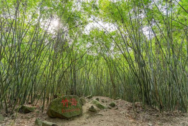以上为皂幕山竹海区域图