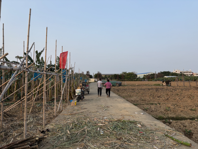 南沙区榄核镇一对种植甘蔗的老年夫妇。