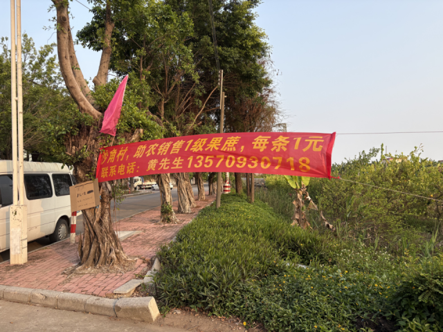 南沙区榄核镇，蔗农低价甩卖甘蔗。&nbsp;