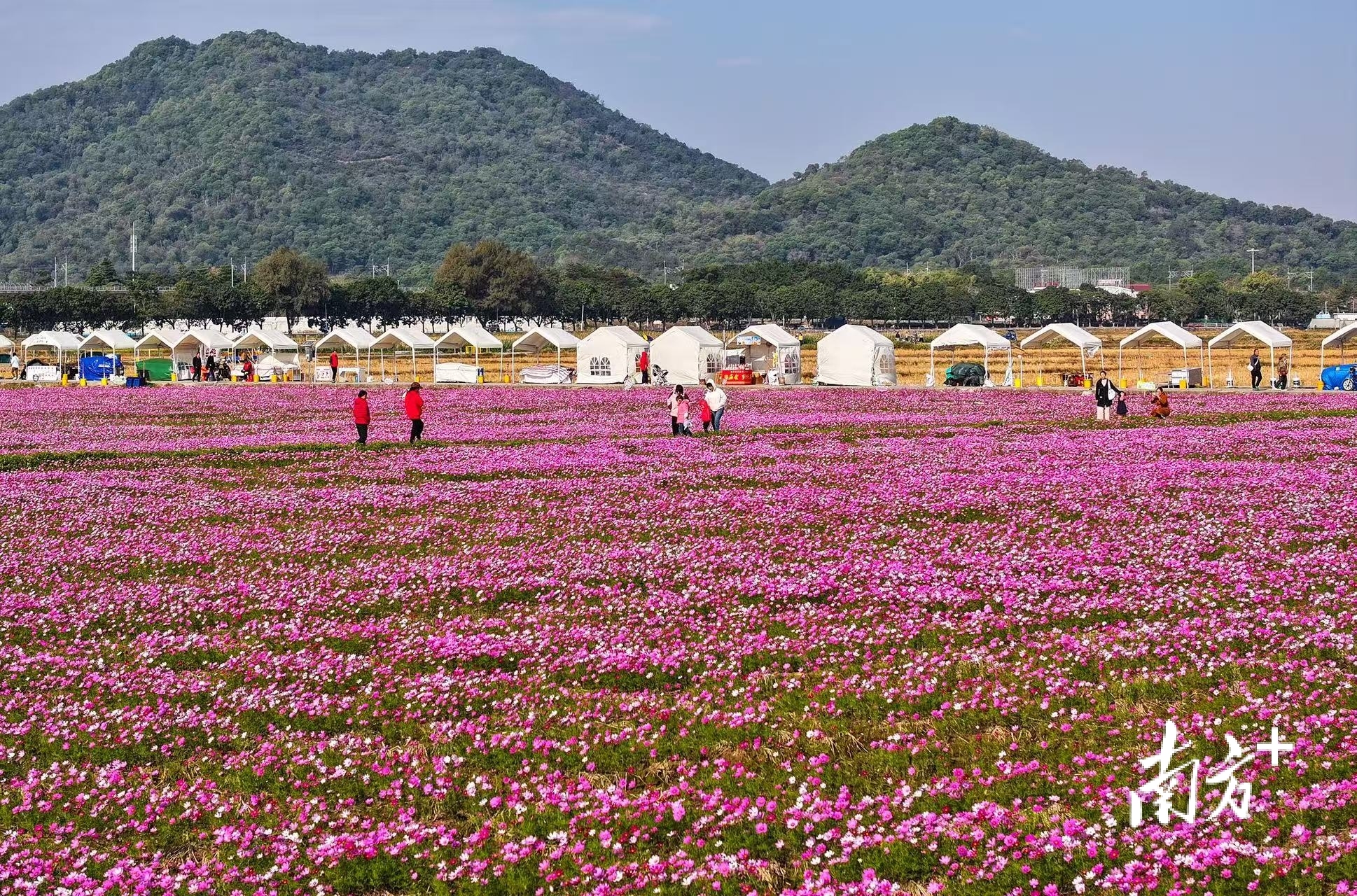 崖口村格桑花海。南方+ 叶志文 拍摄 崖口村格桑花海。南方+ 叶志文 拍摄