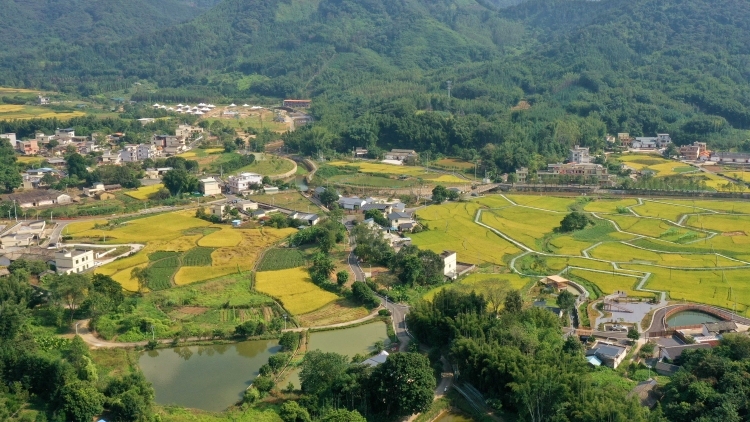 从增绿植树到“景产融合” ，龙门全域共绘生态美