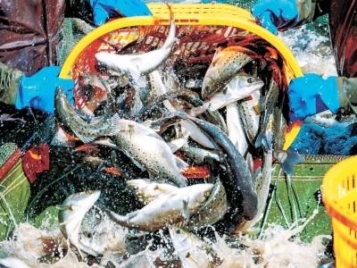 蒸“煮”这一宴，神仙也垂涎！阳珠争胜也争“味”，你挺谁？