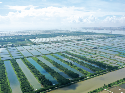 广州南沙何以打造现代渔业“湾区样板”