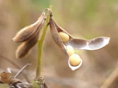 观察｜点“豆”成金，封开别样春耕守粮安