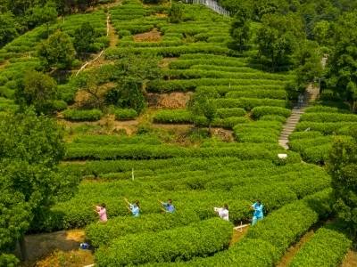 700多年前，他们在鹤山种下第一株茶树