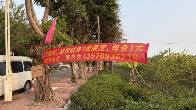 一亩亏8000多元！南沙甘蔗为何遭遇“倒春寒”