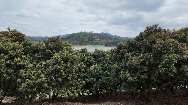 高州市华峰果业发展有限公司位于东岸镇高州水库旁的，随着越来越多的荔枝花谢落、荔枝果长出，原先淡黄色的荔枝花海颜色不断变深。