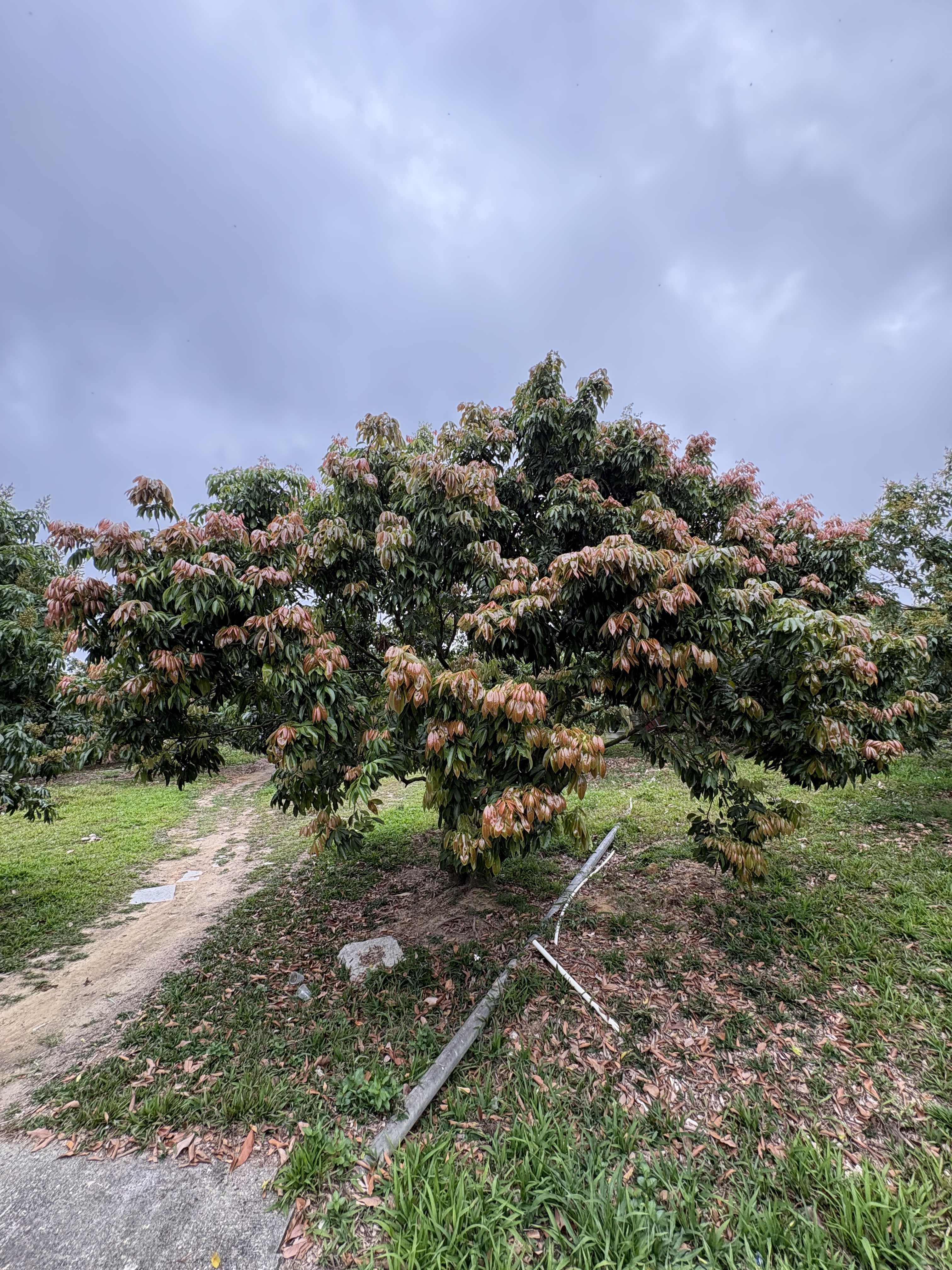 只长嫩叶不开花的荔枝树。