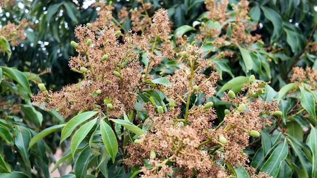 在小瓦生态农业发展有限公司位于平山镇水库旁的荔枝果园，白糖罂大量挂果，且基本完成分单。