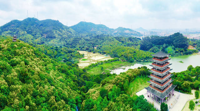 大王山古树公园  