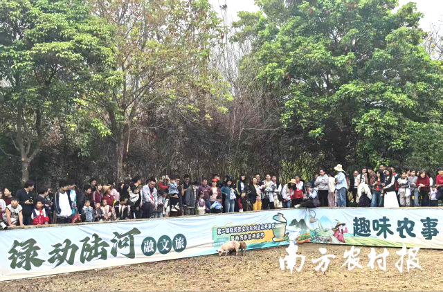 趣味农事体验现场热闹非凡。