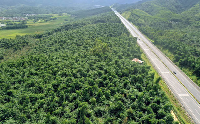 清远市英德市竹产业发展基地