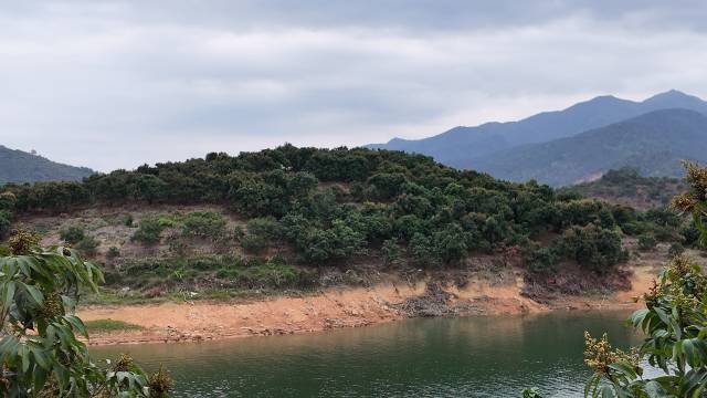 石宗胜的白糖罂，种满了高州水库一处半岛，现在都已谢花挂果。