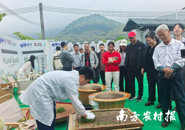 来宾观摩体验制茶。