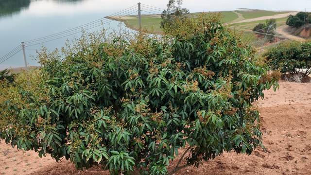 邹邵群的白糖罂荔枝果园面向高州水库，已经挂满小果。