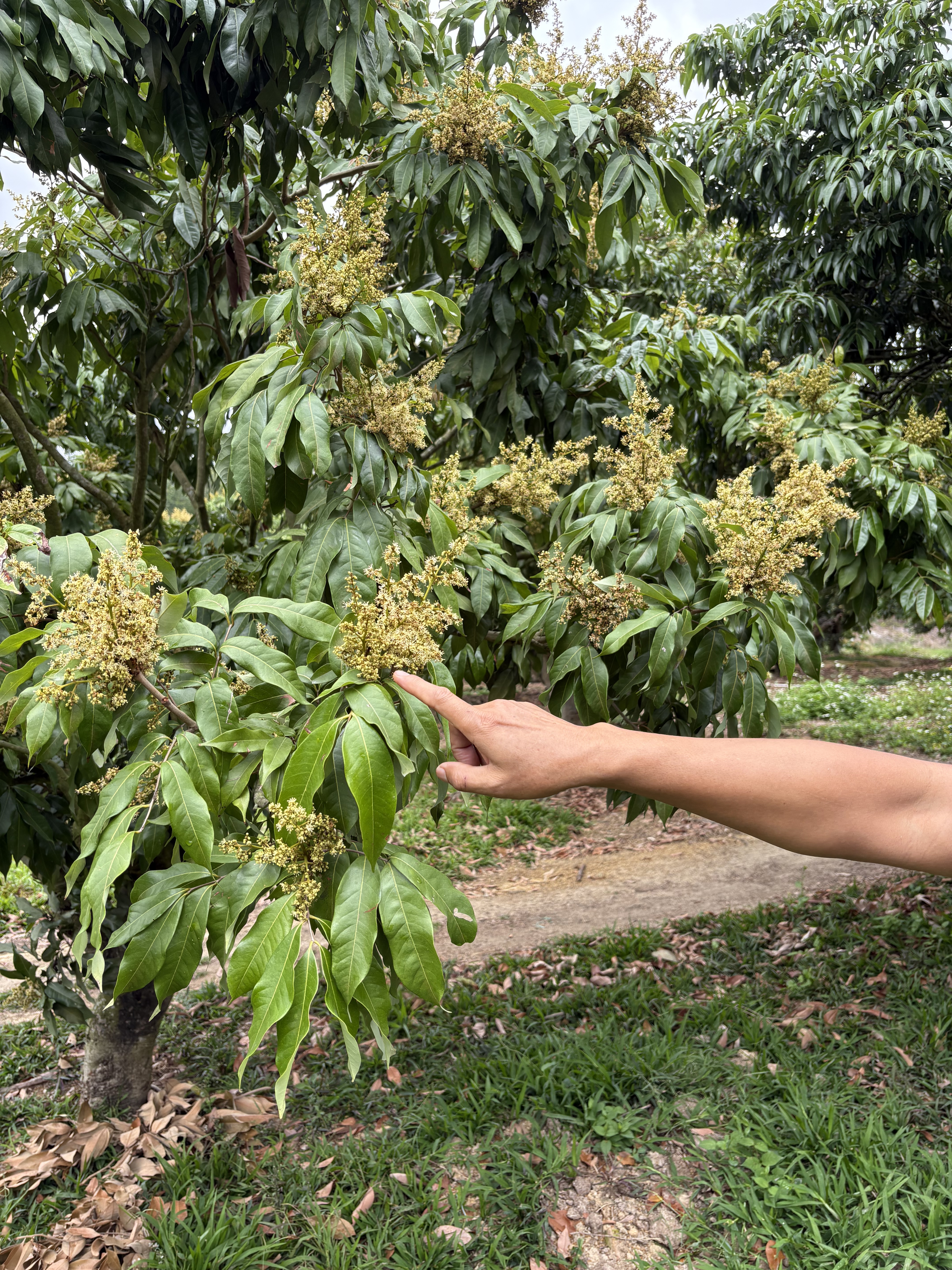 正常开花的妃子笑。  