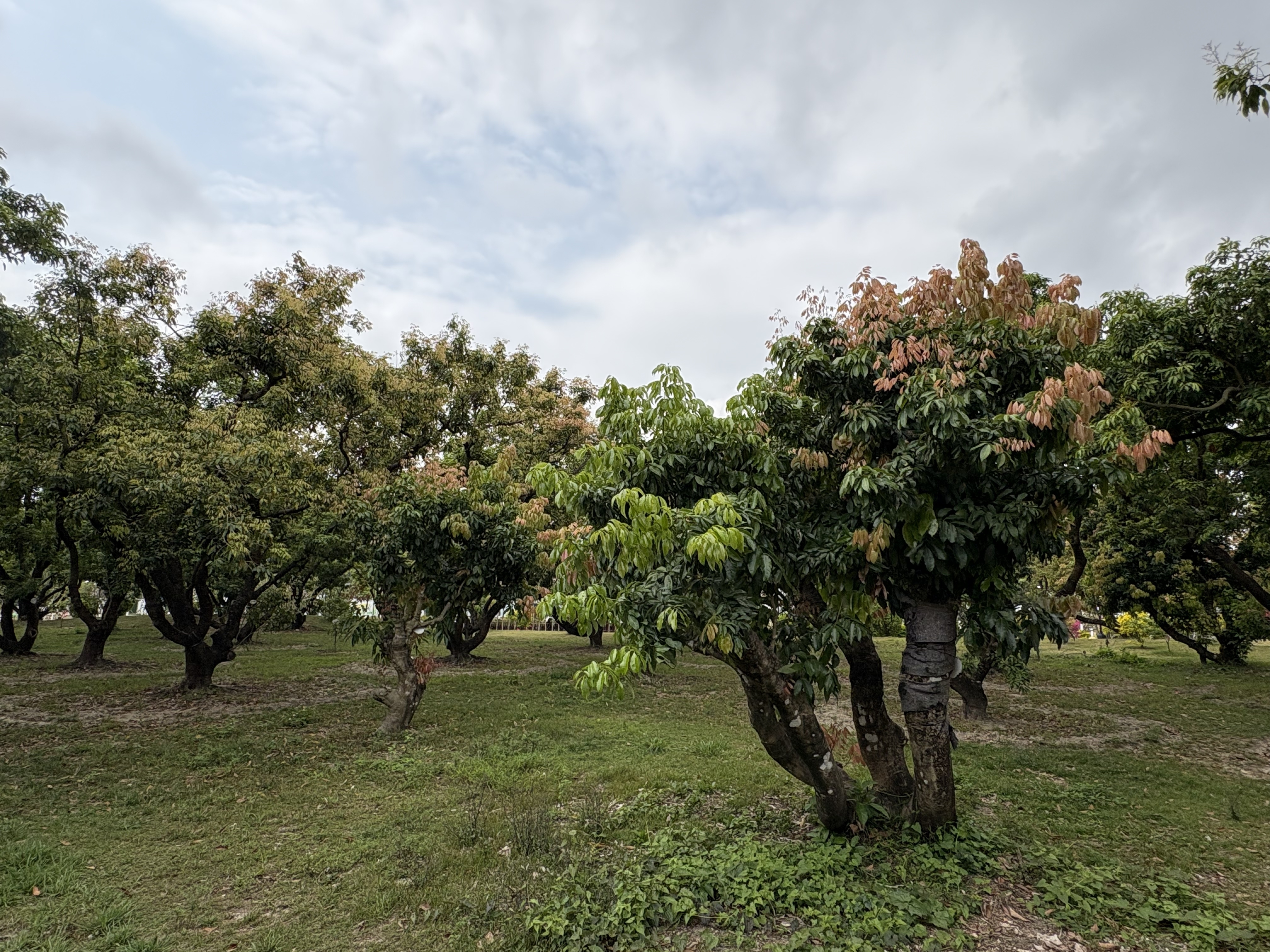 珠海高新区的荔枝公园。