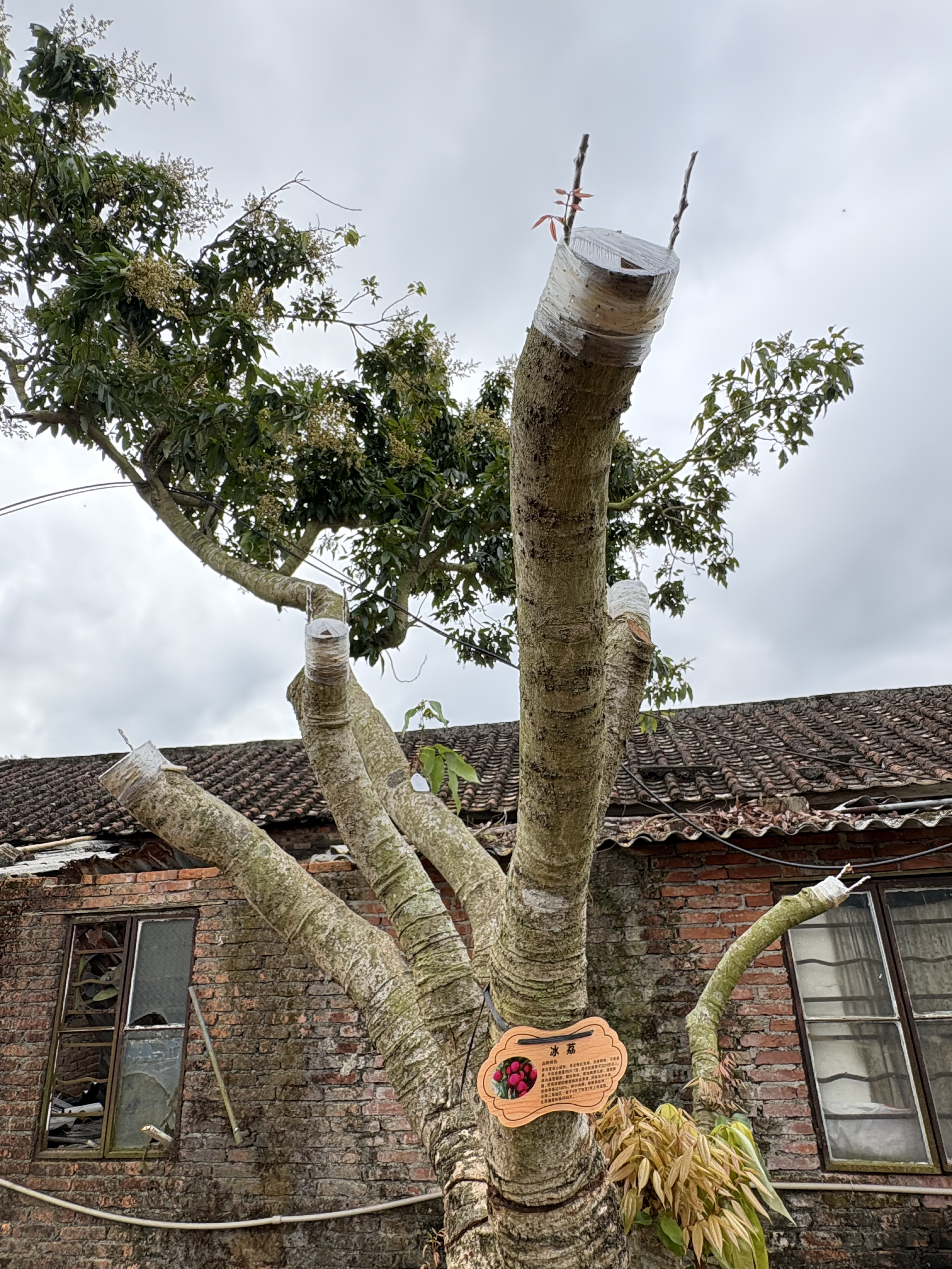 嫁接后长嫩芽的荔枝树。  