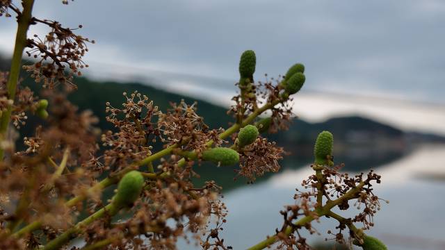 邹邵群果园的白糖罂小果。