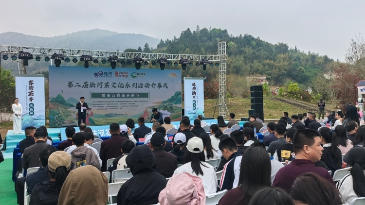 陆河春茶开采！沉浸式玩转茶旅+，打响“云上陆茶”品牌