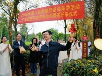 省农科院英德基地春茶正式开采