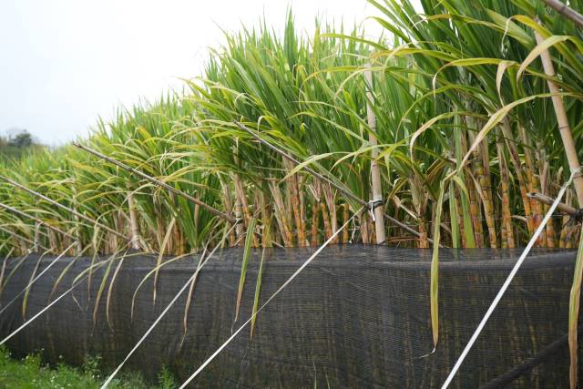 增城派潭的陈伟光的甘蔗种植基地。