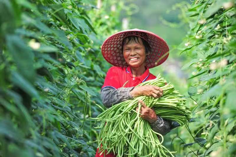 珠海进驻阳江市三甲镇开展组团结对帮扶工作后，豇豆地大丰收。