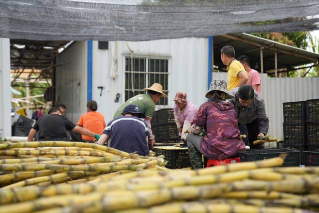 陈伟光2000多亩甘蔗亟待采购。