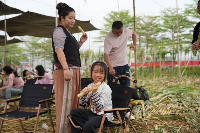 姚碧燕的蔗地专门设置了露营天幕，供采摘市民休憩。