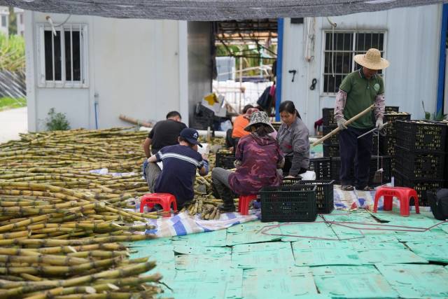 陈伟光的果园里，工人们正常忙着装箱，准备将甘蔗运往杭州。