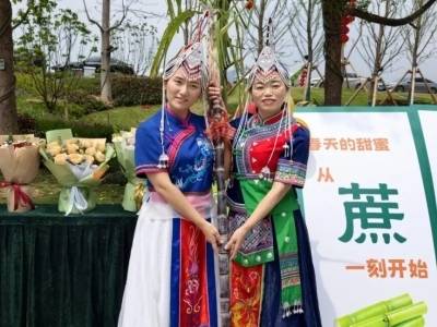 鲜蔗汁、甜心头！“蔗样甜蜜·畲韵正果”甘蔗文化体验举行