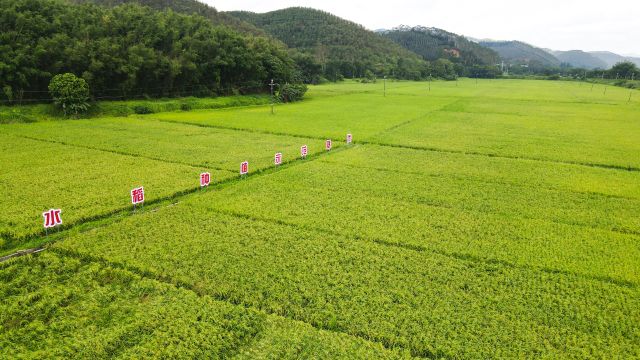 活道镇撂荒地复耕水稻种植现场。&nbsp;邓达荣 摄