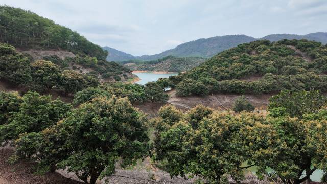 高州市华峰果业发展有限公司位于东岸镇高州水库旁的，随着越来越多的荔枝花谢落、荔枝果长出，原先淡黄色的荔枝花海颜色不断变深。