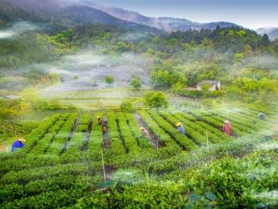 山水茶园里，探寻鹤山红茶飘香密码