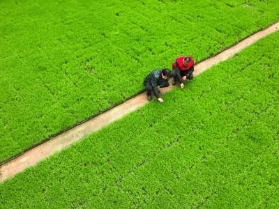 沃野染新绿，春耕绘丰景——从春耕一线看“十五五”开局农业生产新气象