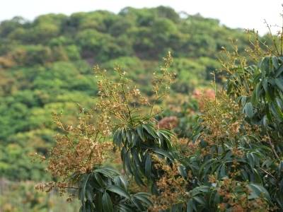 科技点金，让茂名荔枝甜润四季｜荔枝花开看柏桥②