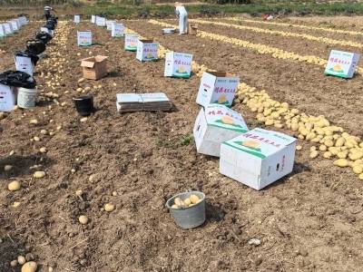 新种植技术赋能，惠东冬种马铃薯高产示范基地实现单产大幅提升